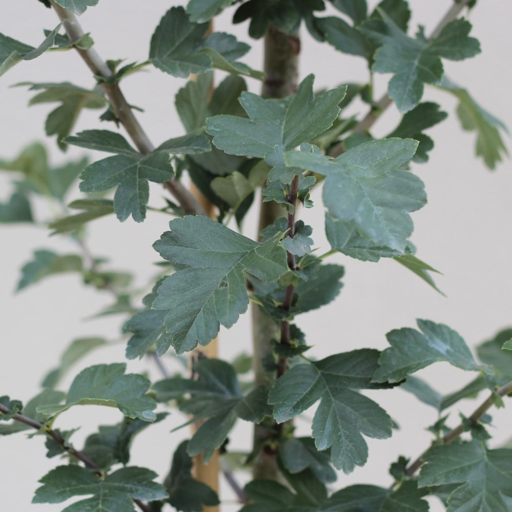 <i>Crataegus</i> × <i>media</i> 'Punicea Flore Pleno'