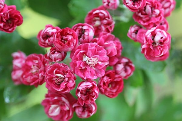 Crataegus × media Paul's Scarlet