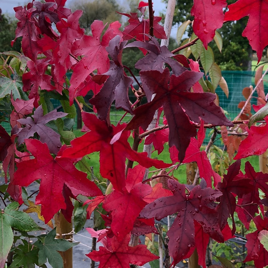 <i>Liquidambar styraciflua</i> 'Worplesdon'