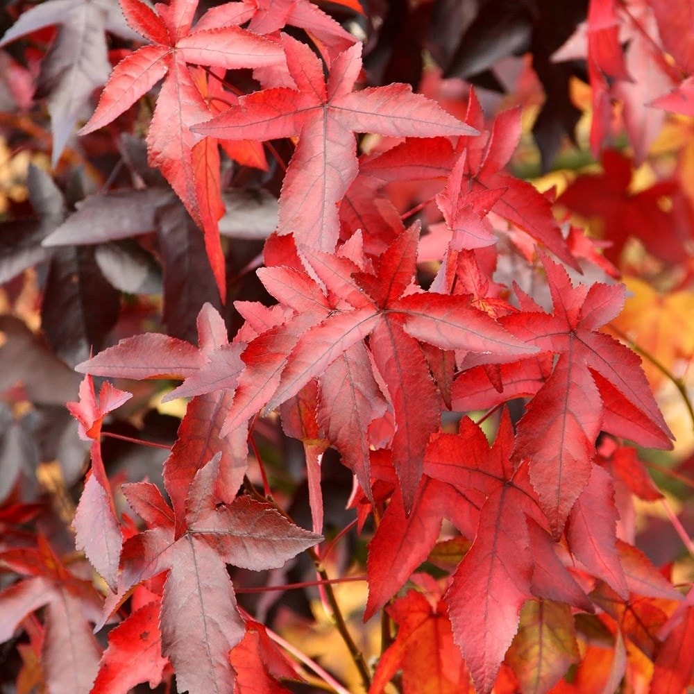 <i>Liquidambar styraciflua</i> 'Worplesdon'