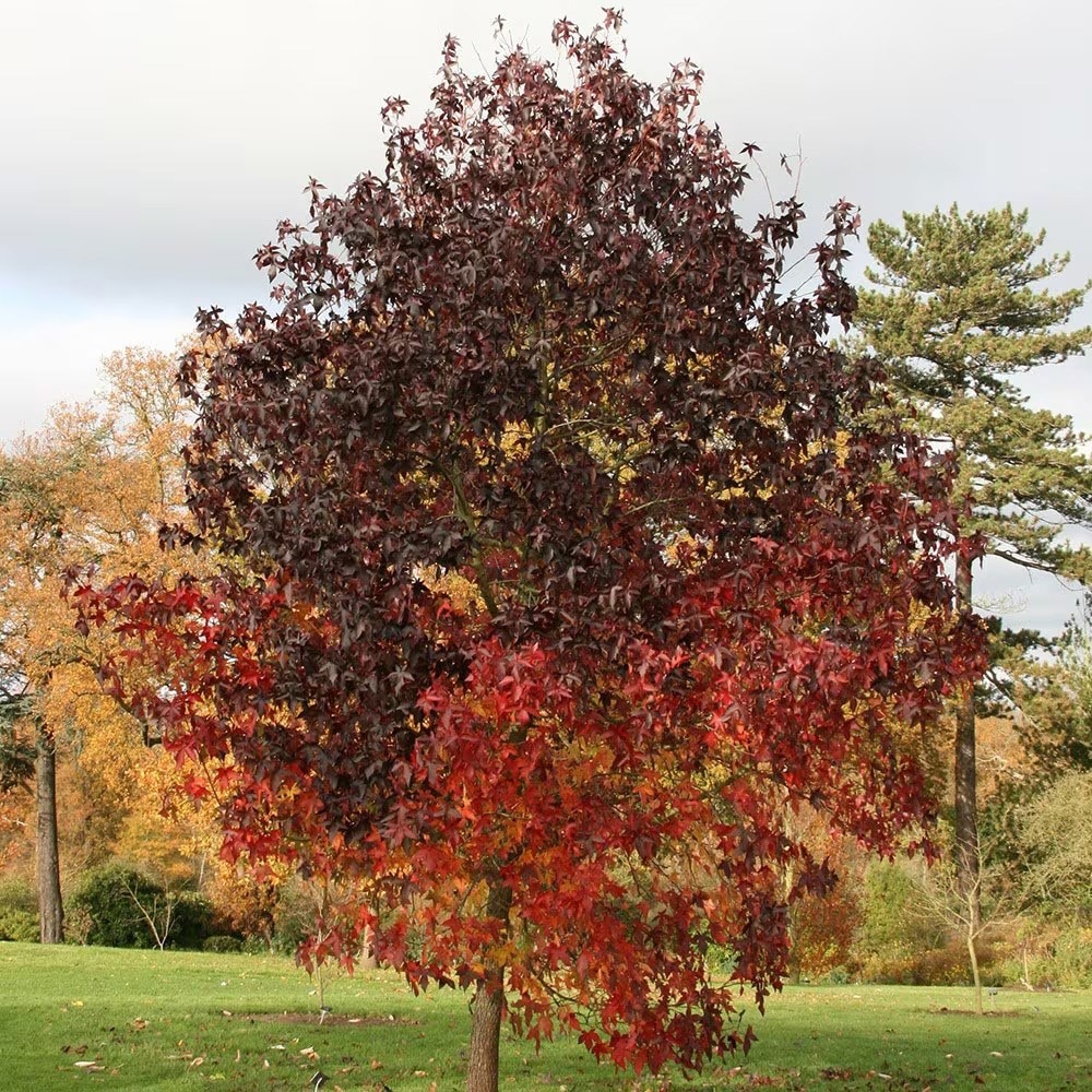 <i>Liquidambar styraciflua</i> 'Worplesdon'