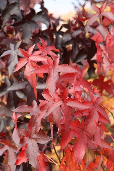 Liquidambar styraciflua Worplesdon