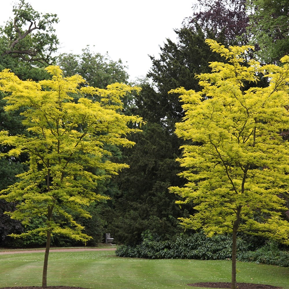 Product options image