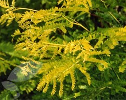 honey locust