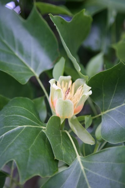 Liriodendron tulipifera