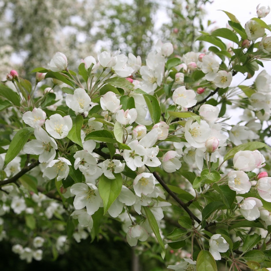 <i>Malus</i> 'Evereste'