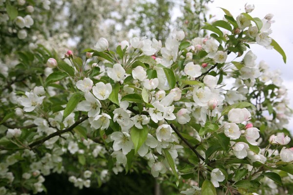 Malus Evereste