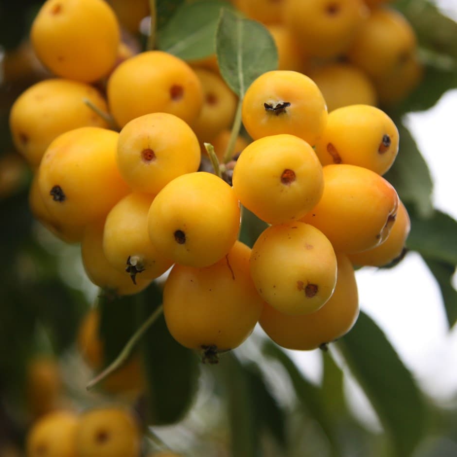 <i>Malus</i> × <i>zumi</i> 'Golden Hornet'