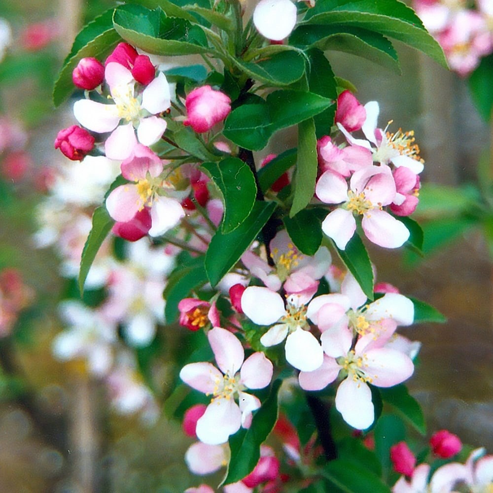 <i>Malus</i> × <i>zumi</i> 'Golden Hornet'