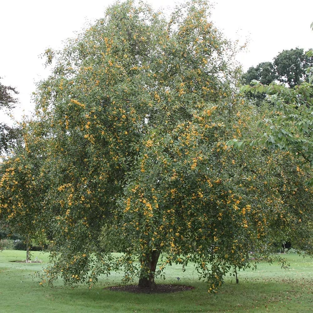 <i>Malus</i> × <i>zumi</i> 'Golden Hornet'