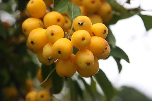 Malus × zumi Golden Hornet