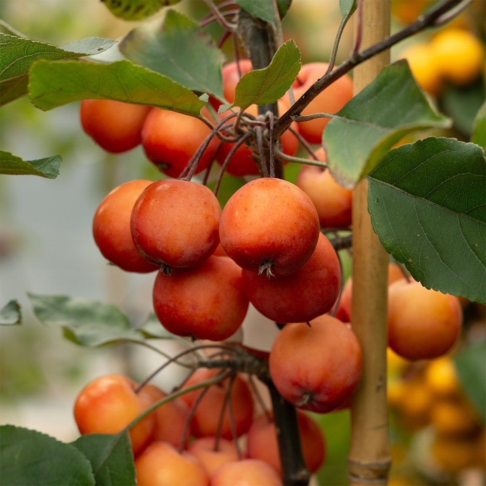 Product options image