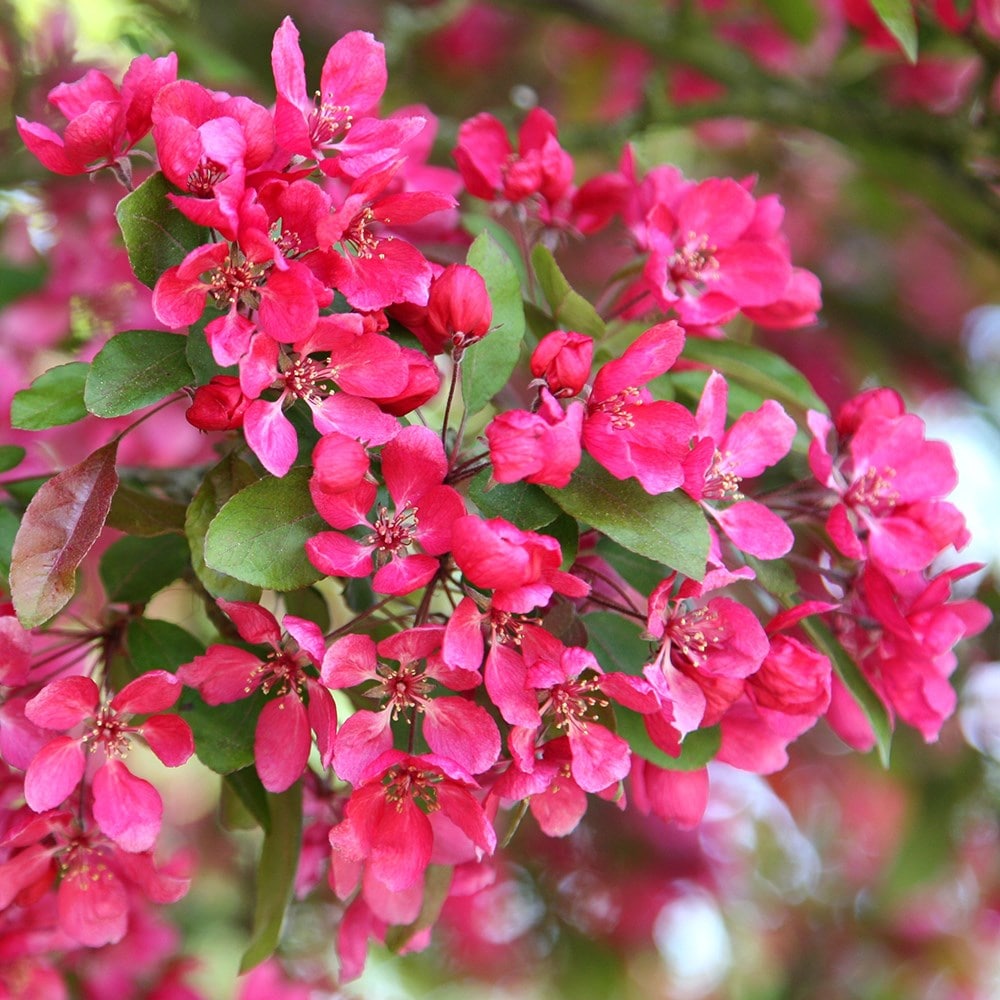 Product options image