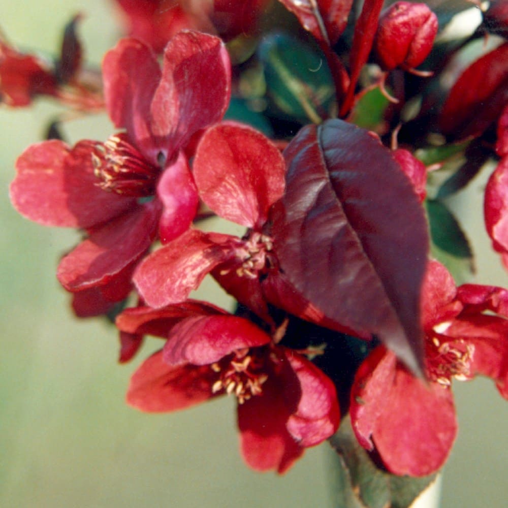 <i>Malus</i> 'Royalty'