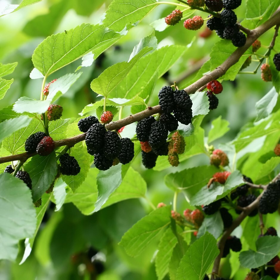 mulberry morus nigra scientific name height dwarf pot plant