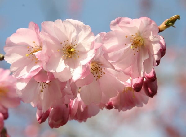 Prunus Accolade
