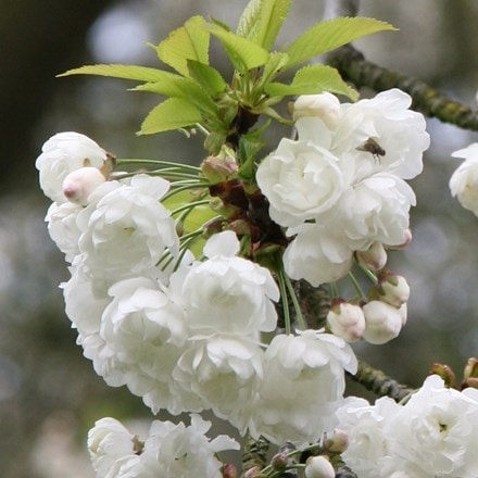 Prunus avium Plena