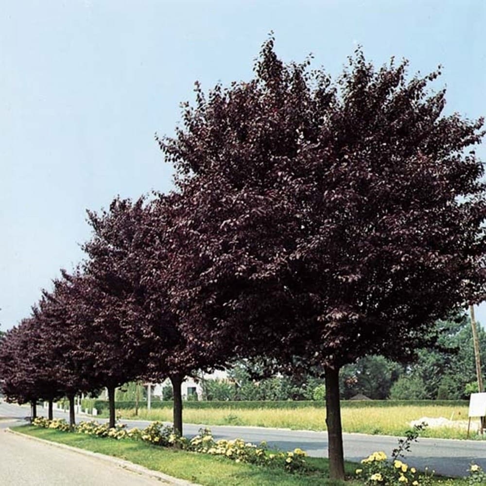 Buy black-leaved plum Prunus cerasifera 'Nigra': Delivery by Waitrose