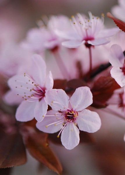 Prunus cerasifera Nigra