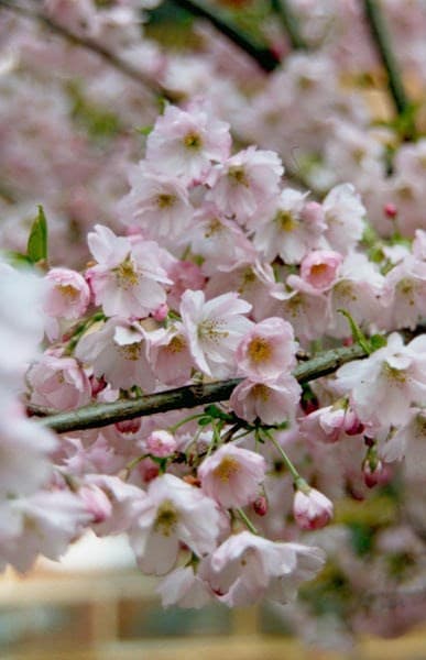 Prunus Pandora