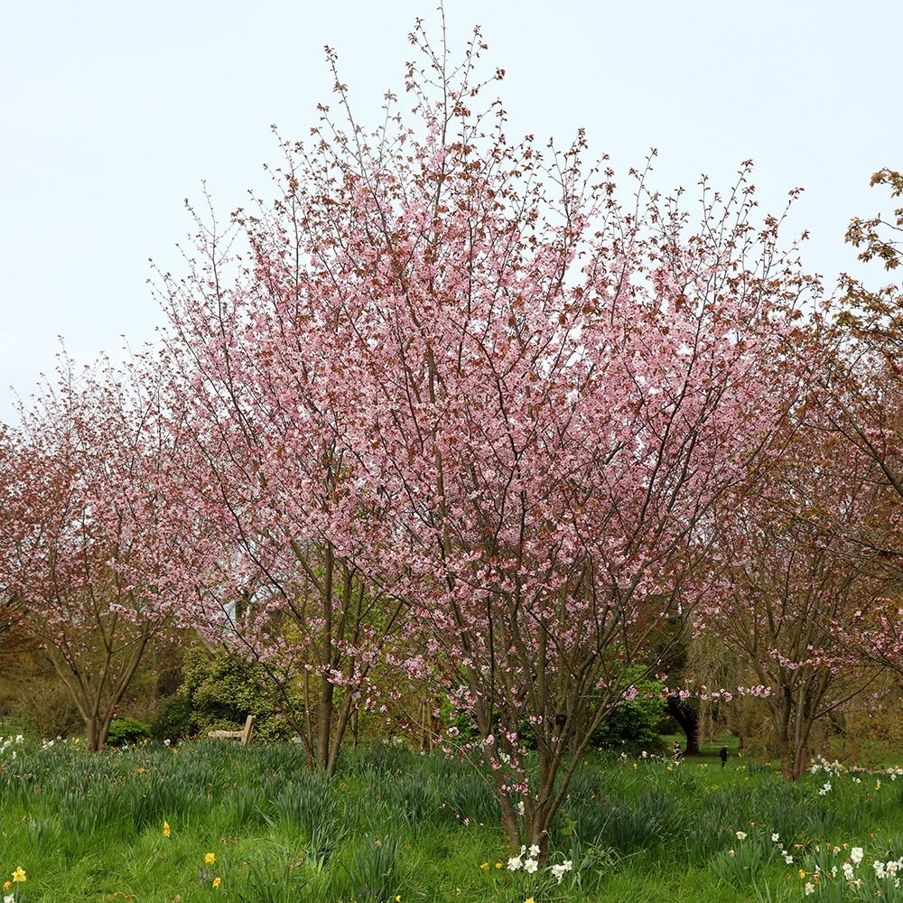 <i>Prunus sargentii</i> 