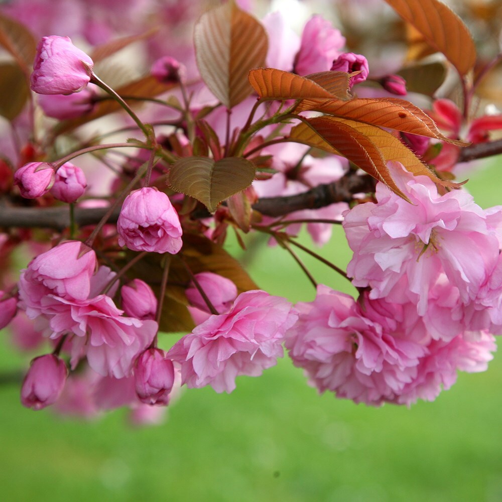 Buy flowering cherry blossom tree ( syn. Prunus 'Sekiyama' ) Prunus ...