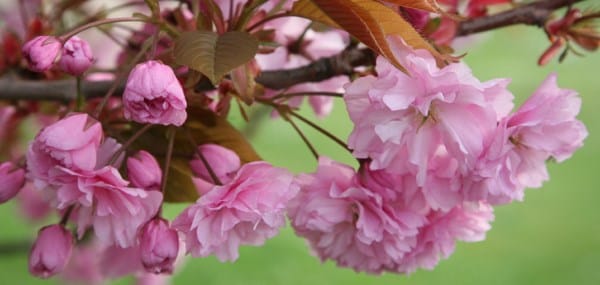 Prunus Kanzan