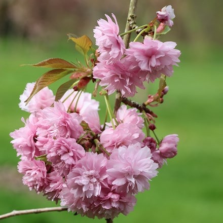 Prunus Kiku-shidare-zakura