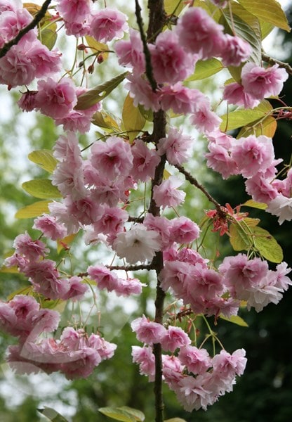 <i>Prunus</i> 'Kiku-shidare-zakura'