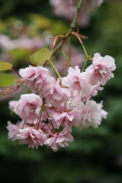 Prunus Kiku-shidare-zakura