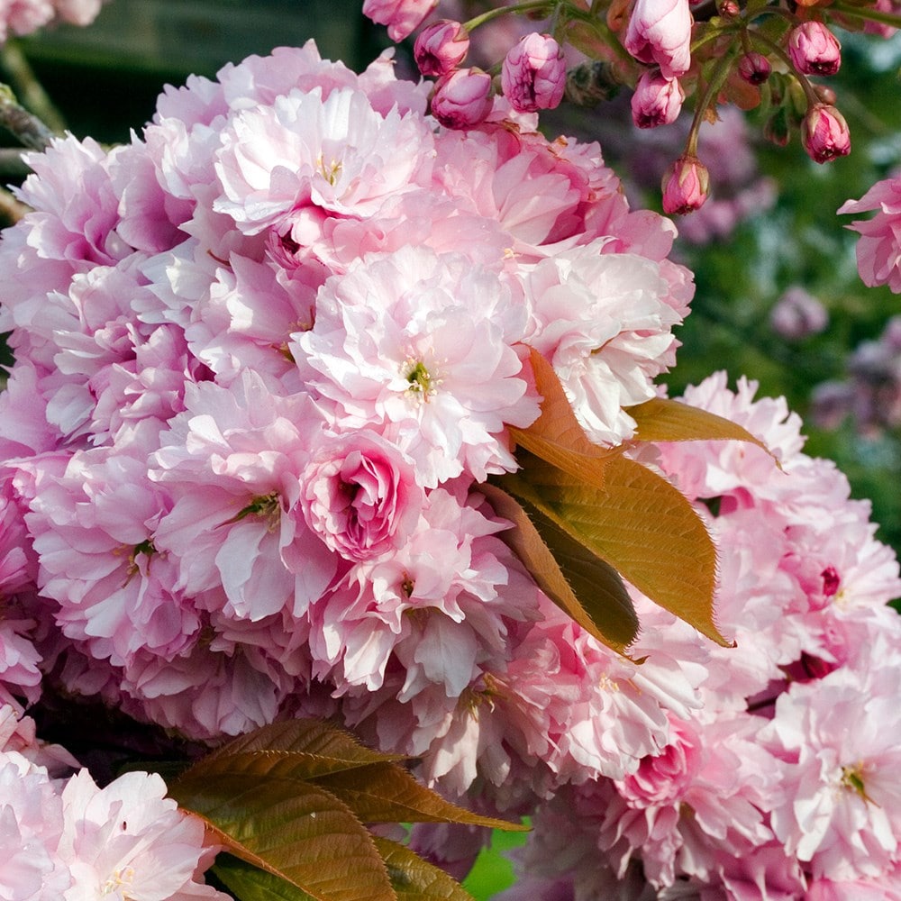 Buy flowering cherry blossom tree ( syn. Prunus serrulata 'Pink ...