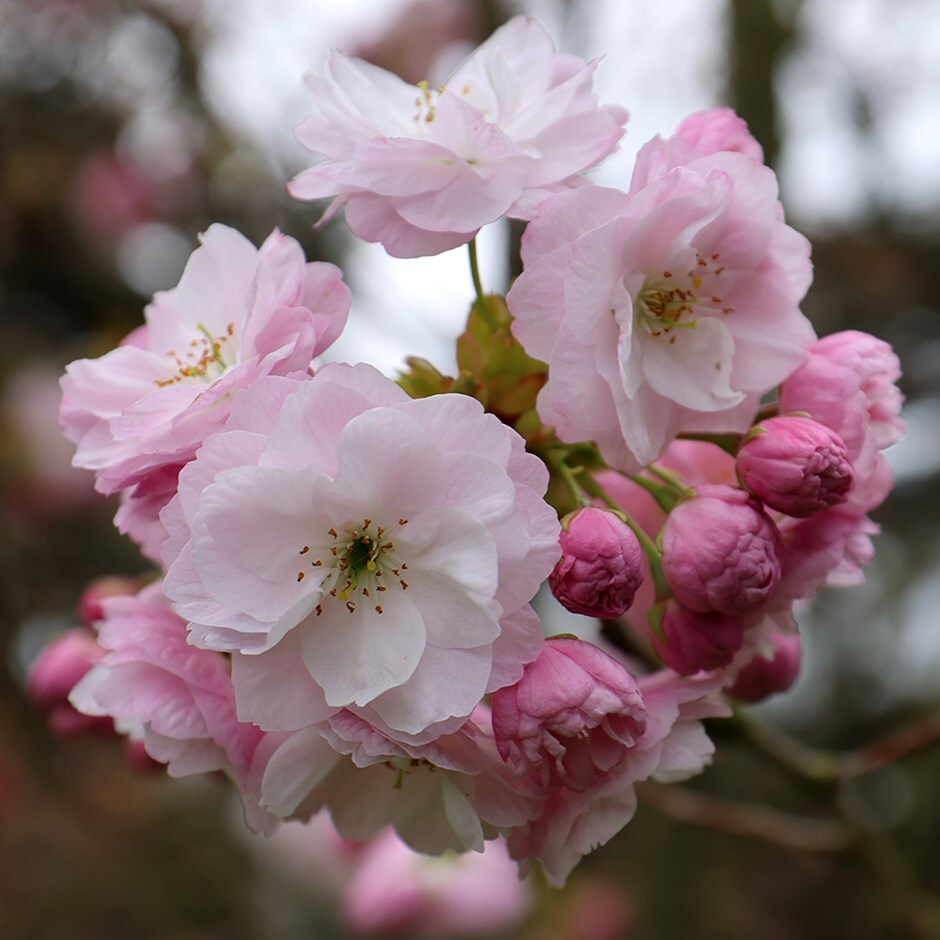 Buy Japanese Flowering Cherry Prunus Fugenzo 
