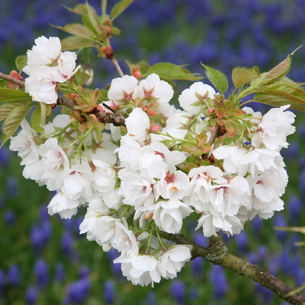 Product options image