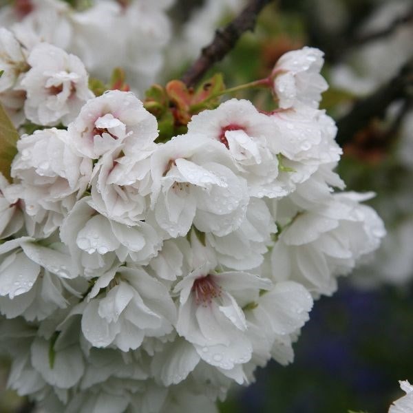 Prunus Shirotae