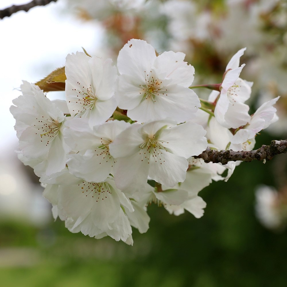 <i>Prunus</i> 'Tai-haku'