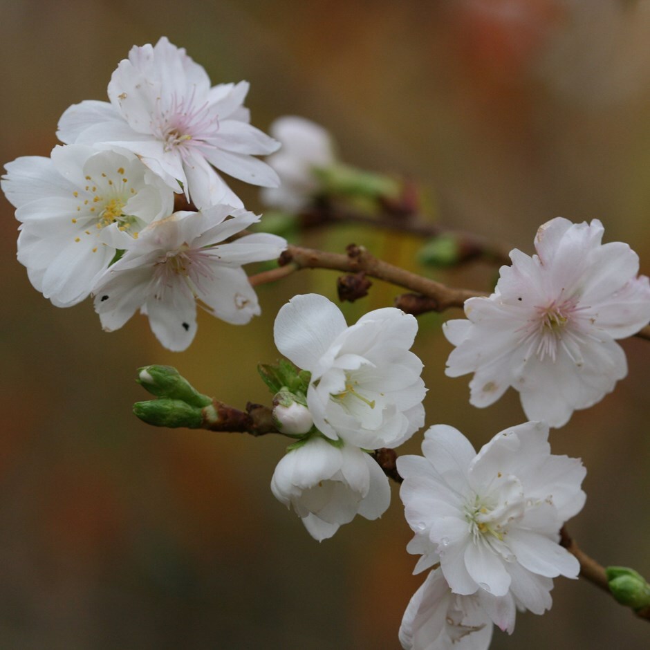 flowering cherry blossom tree ( syn. Prunus × subhirtella 'Autumnalis White' )