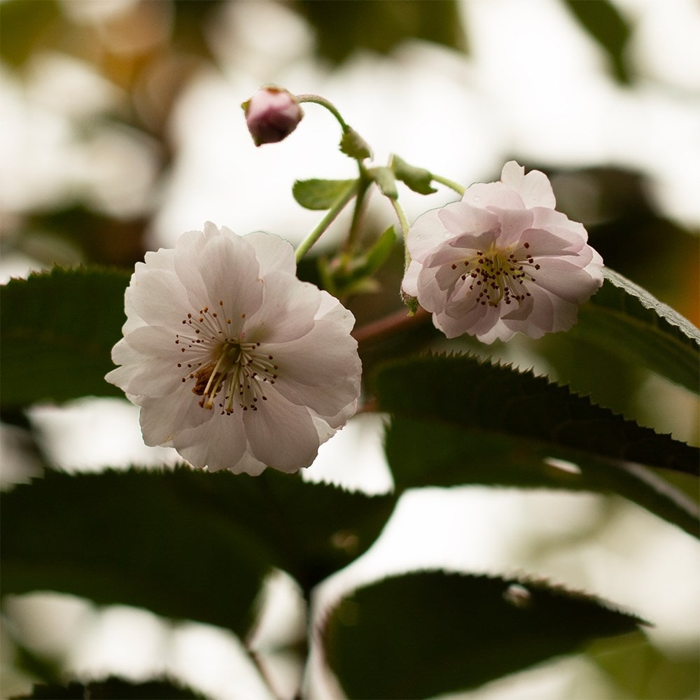 Product options image