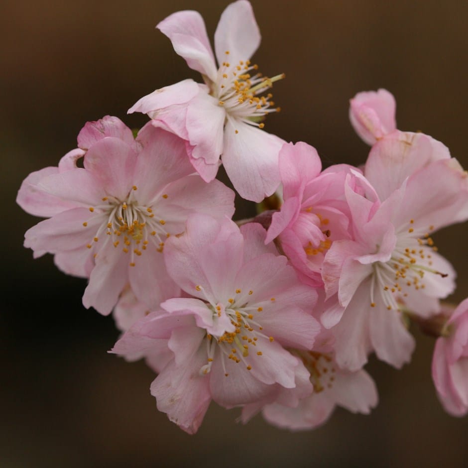 pink autumn cherry blossom tree