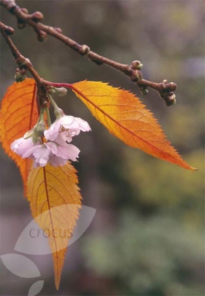 <i>Prunus</i> × <i>subhirtella</i> 'Autumnalis Rosea'
