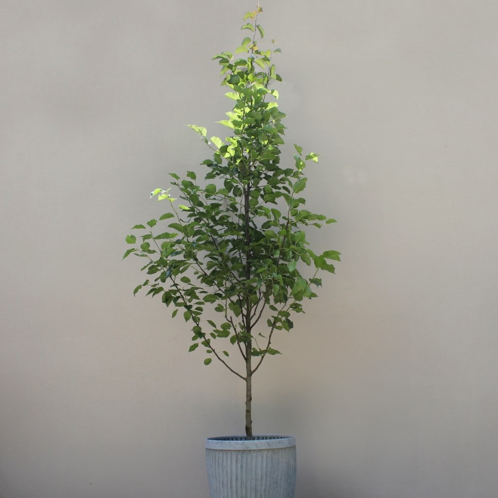 Product options image