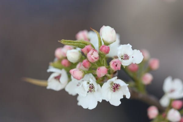 Pyrus calleryana Chanticleer