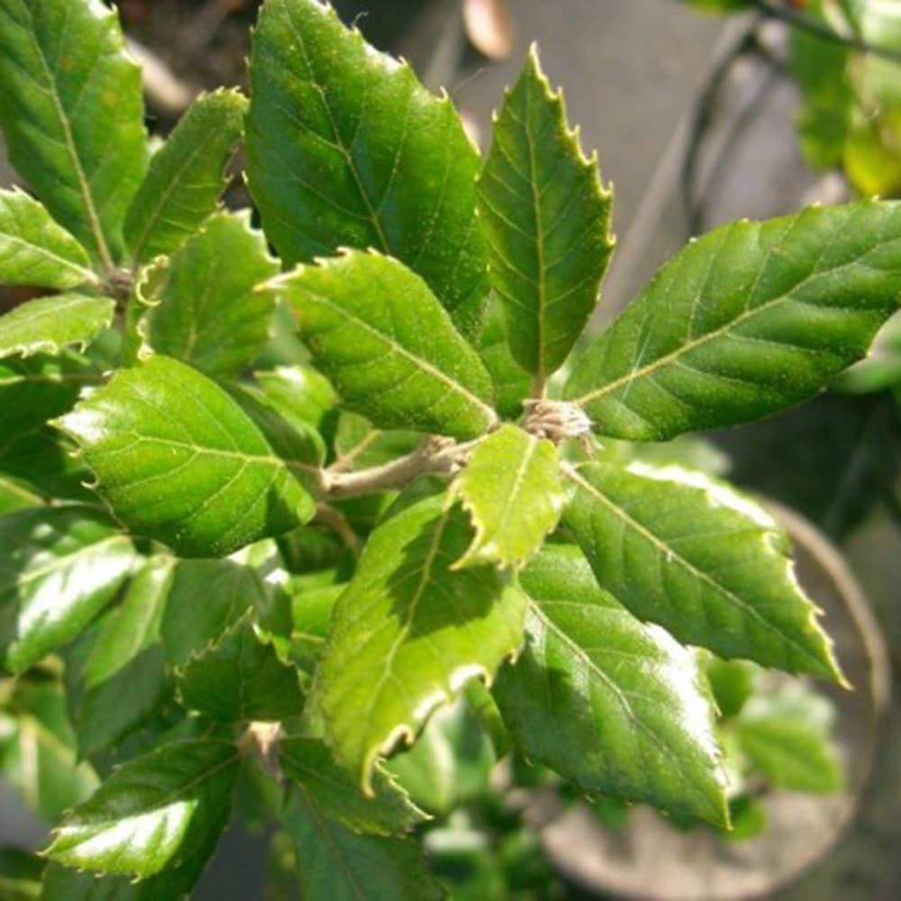 Product options image