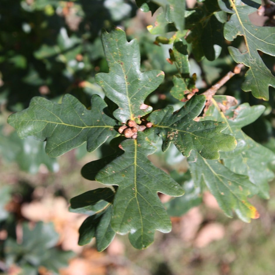 Buy common oak Quercus robur: £74.99 Delivery by Crocus