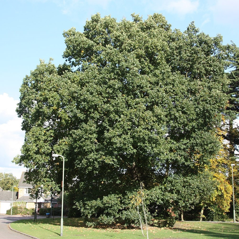 <i>Quercus robur</i> 