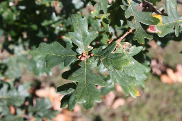 Quercus robur