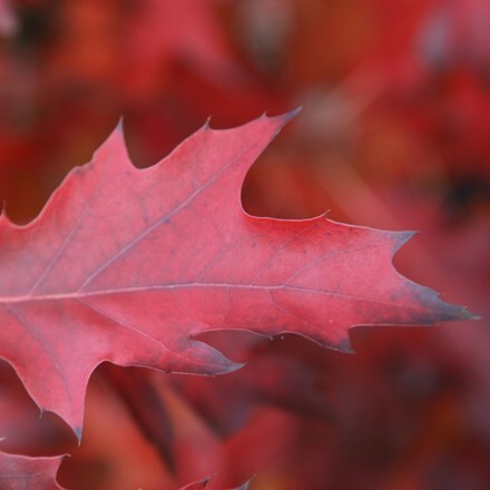 Quercus rubra