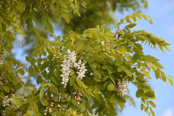 Robinia pseudoacacia Frisia