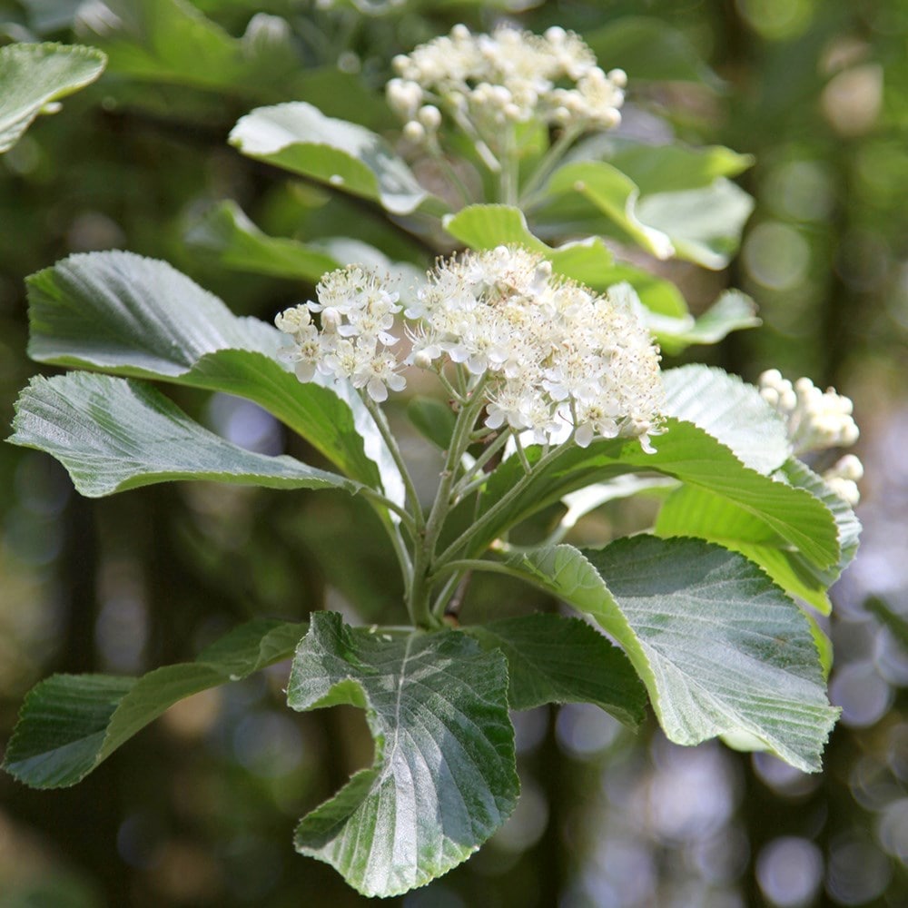 Product options image