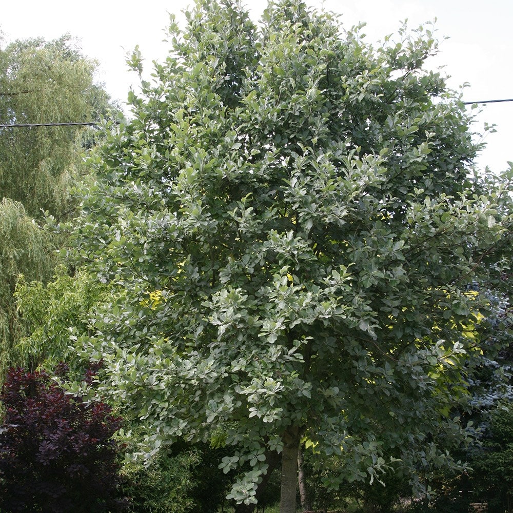 Buy whitebeam Sorbus aria Lutescens: £74.99 Delivery by Crocus