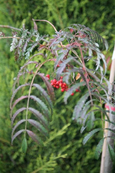 Sorbus Chinese Lace